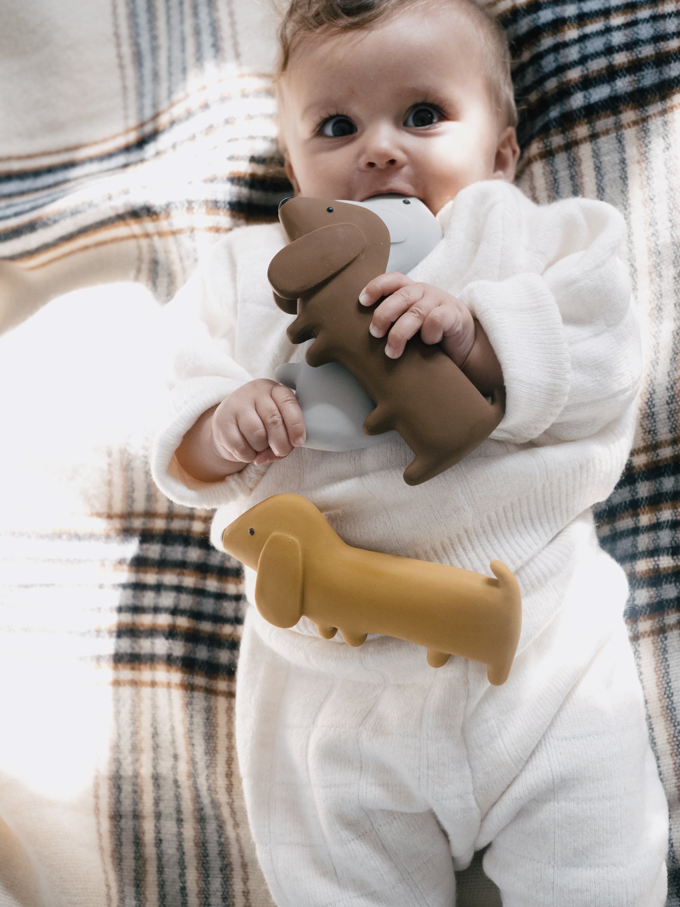 We Are GOMMU Mini Dog CHOCO